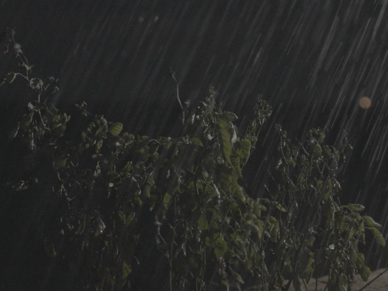 Rain falling on leaves at night